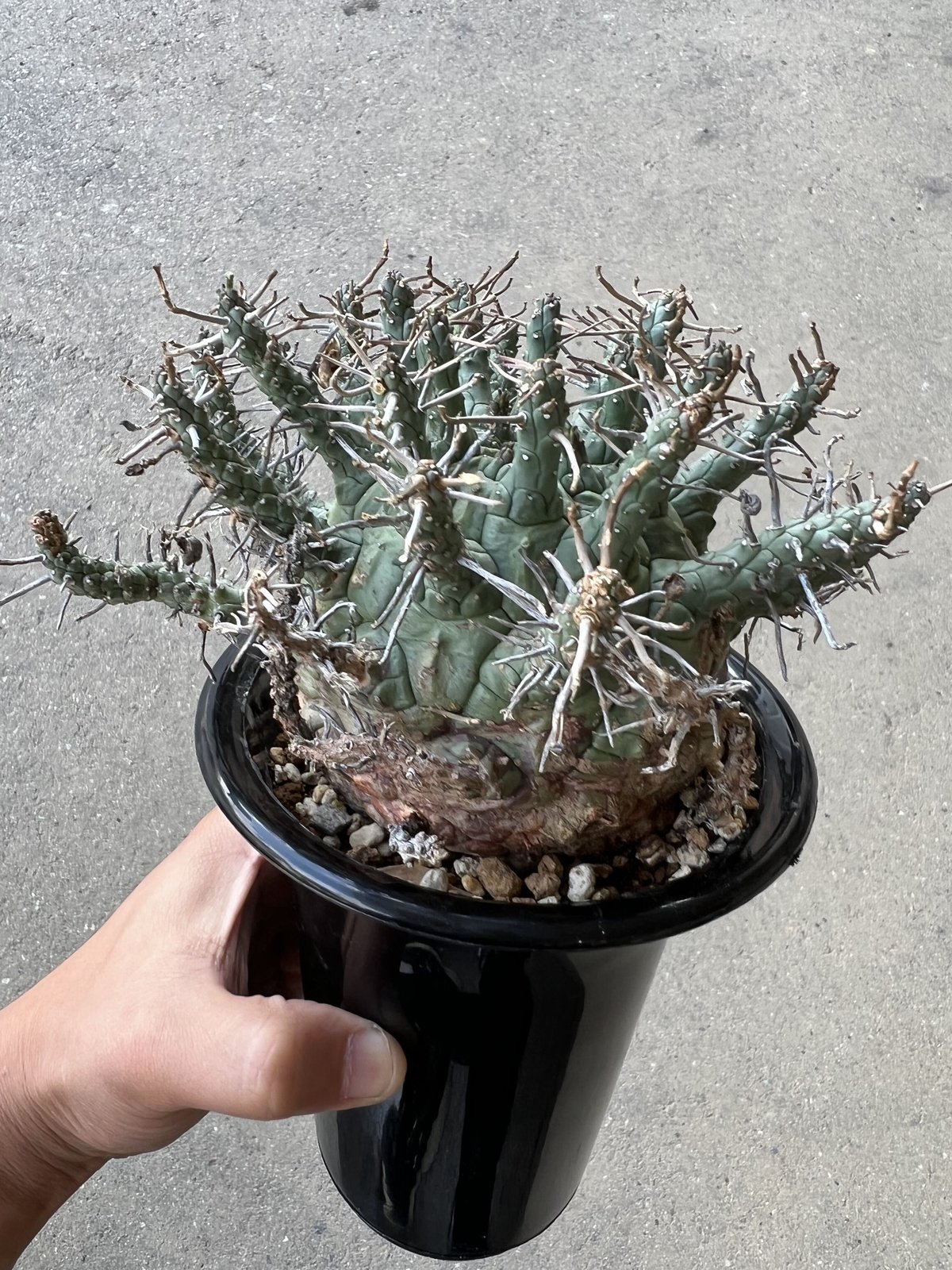 ユーフォルビア デセプタ | STELLA.PLANTS