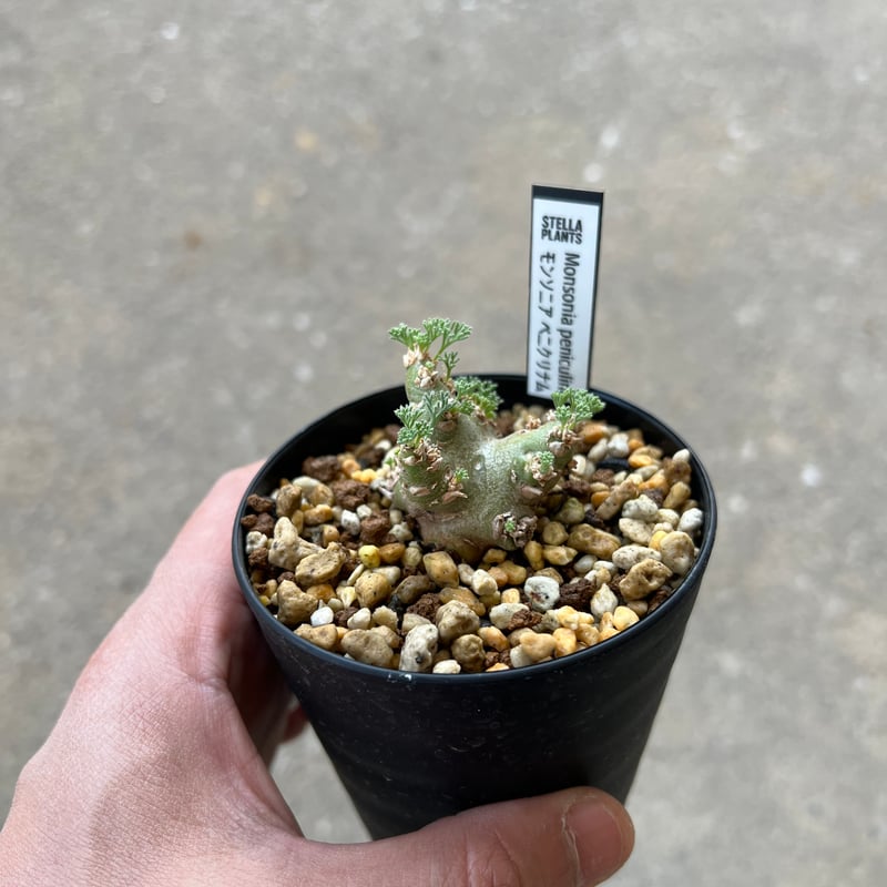 モンソニア ペニクリナム4 | STELLA.PLANTS