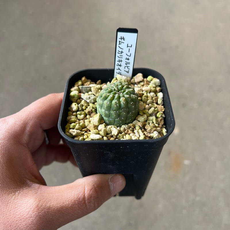 ユーフォルビア ギムノカリキオイデス3 | STELLA.PLANTS