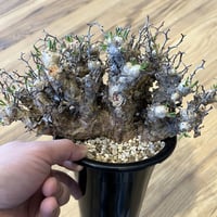 ボスウェリア サクラ | STELLA.PLANTS