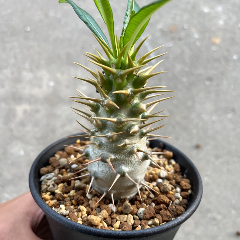 パキポディウム アンボンゲンセ | STELLA.PLANTS パキポディウム アンボンゲンセ | STELLA.PLANTS