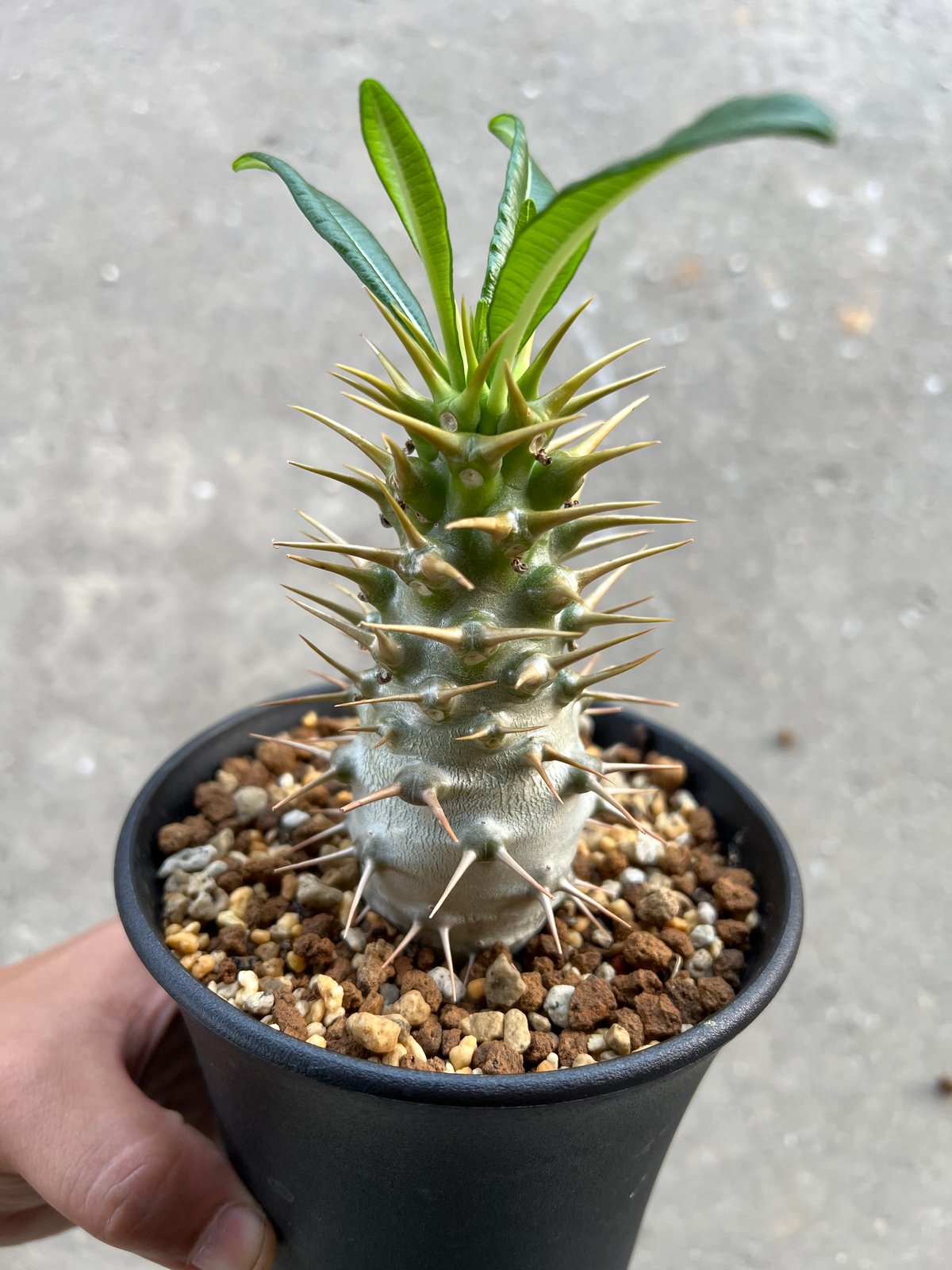 パキポディウム アンボンゲンセ | STELLA.PLANTS パキポディウム アンボンゲンセ | STELLA.PLANTS