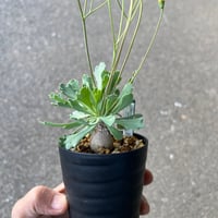 ユーフォルビア シミリラメア | STELLA.PLANTS