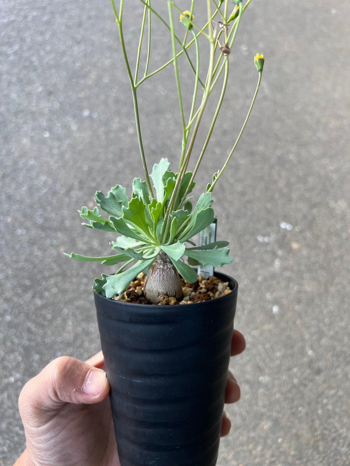 オトンナ ユーフォルビオイデス トリプリネルビア スティンコフ 14本セット オトンナ スタインコフ×ユーフォルビオイデス | STELLA.PLANTS