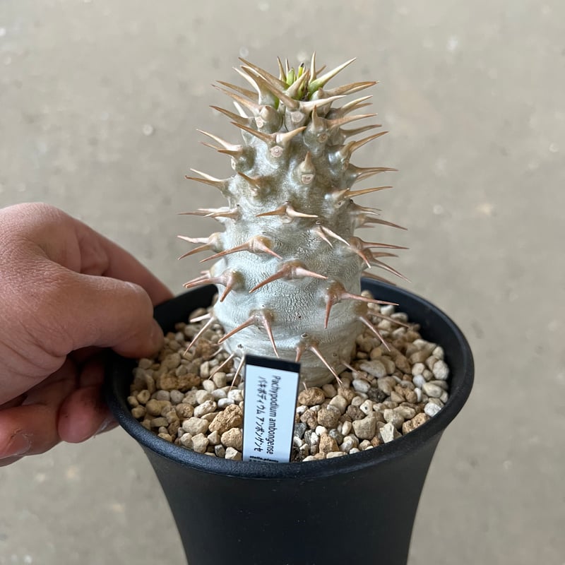 パキポディウム アンボンゲンセ | STELLA.PLANTS パキポディウム アンボンゲンセ | STELLA.PLANTS