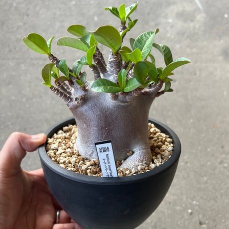 STELLA.PLANTS