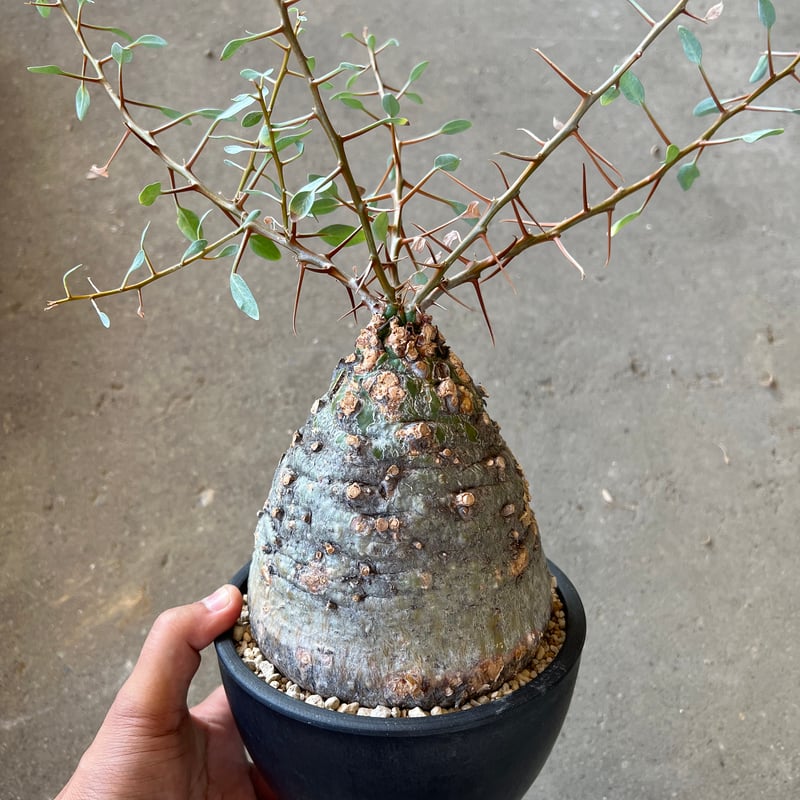 フォークイエリア コルムナリス 観峰玉 | STELLA.PLANTS - 塊根 フォークイエリア コルムナリス 観峰玉 | STELLA.PLANTS - 塊根