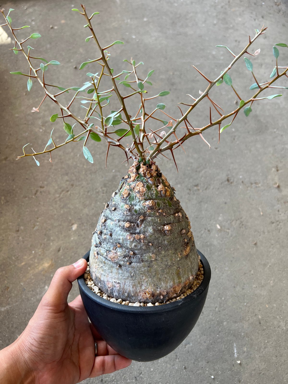フォークイエリア コルムナリス 観峰玉 | STELLA.PLANTS フォークイエリア コルムナリス 観峰玉 | STELLA.PLANTS