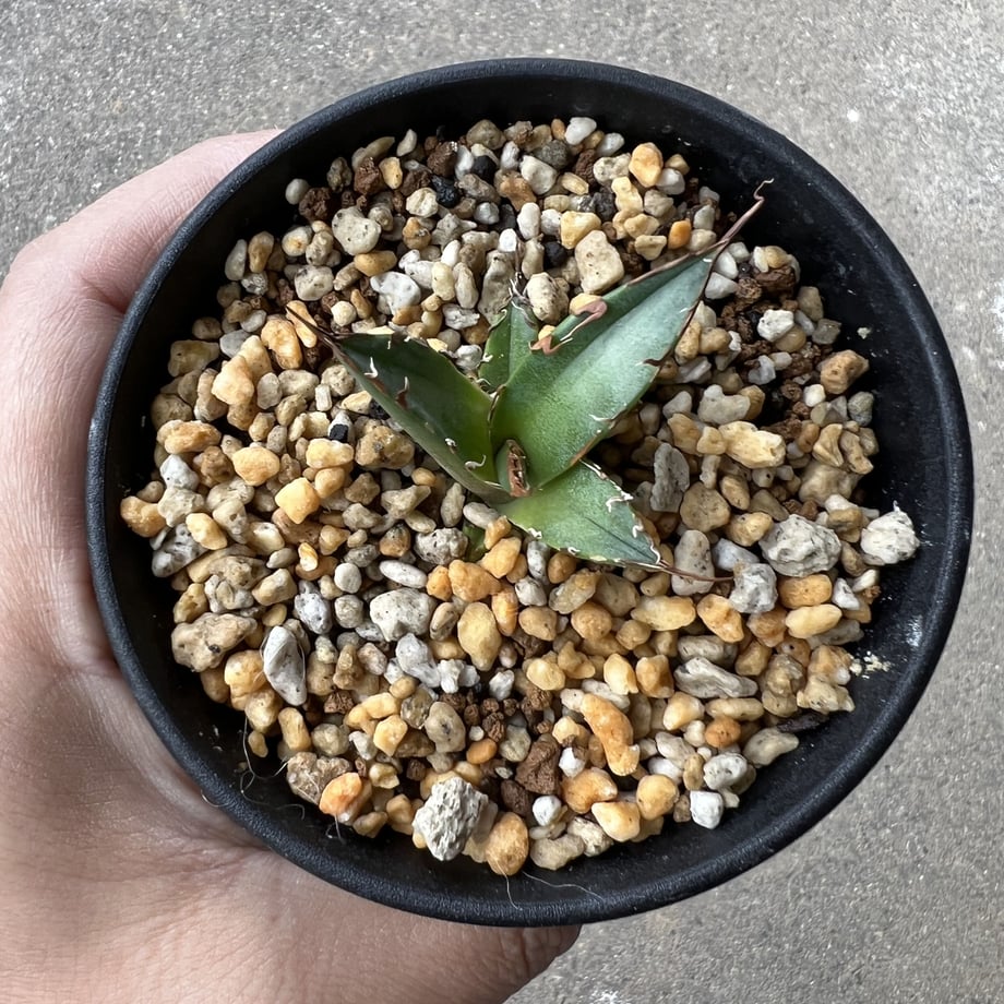 6386bf4af0bdc44b69082a44