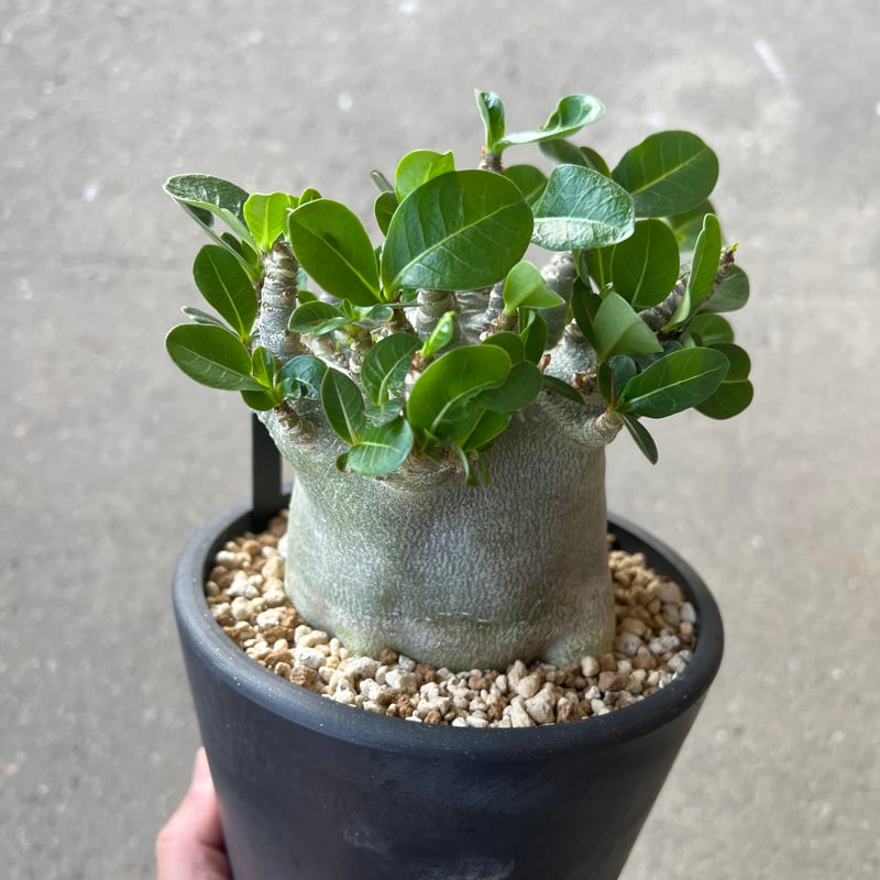 アデニウム アラビカム スーパードワーフ | STELLA.PLANTS