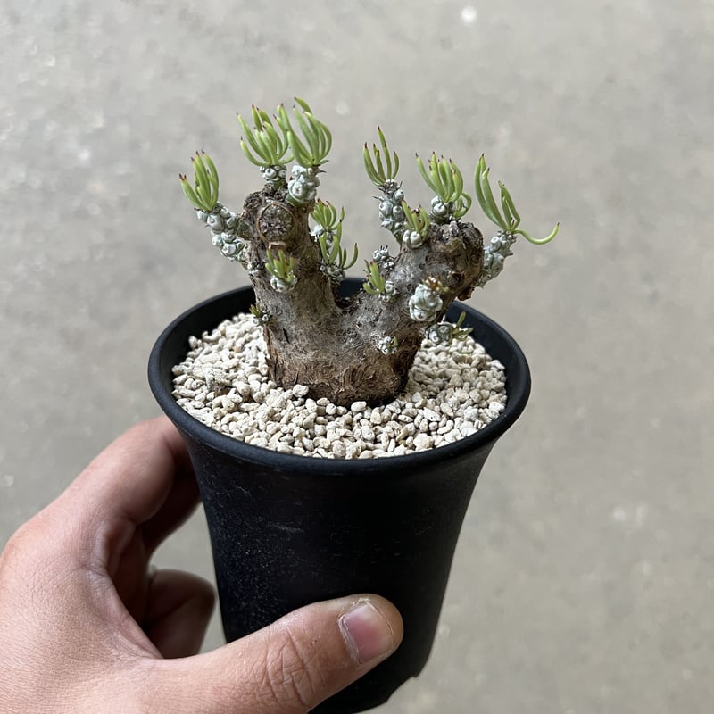 チレコドン ペアルソニー | STELLA.PLANTS チレコドン ペアルソニー | STELLA.PLANTS