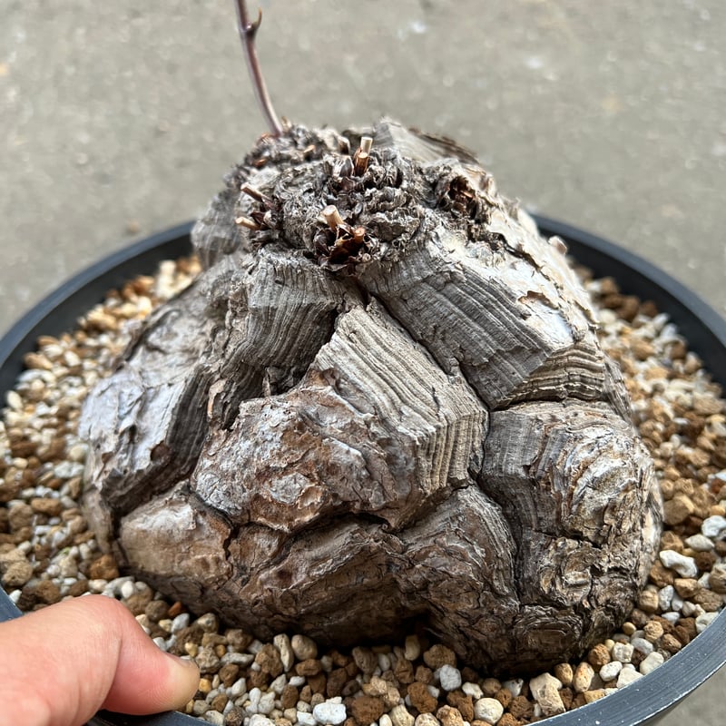 【塊根植物】アフリカ亀甲竜 ☆特価☆コーデックス：アフリカ亀甲竜*塊根幅9cm 現品！一品限り