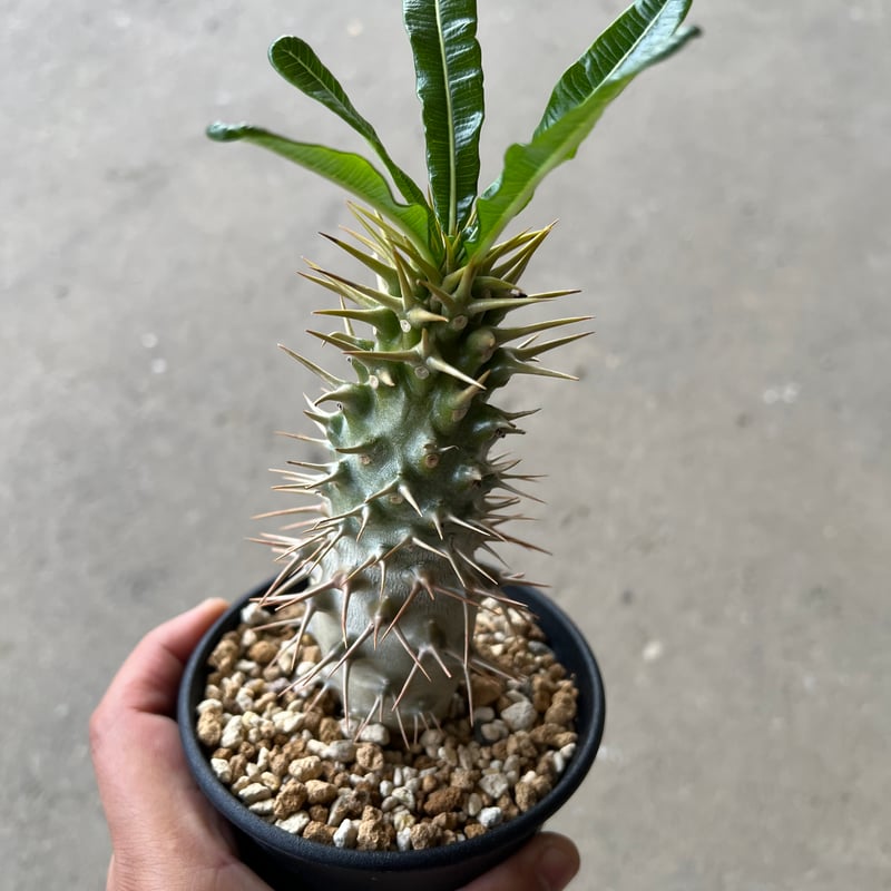 パキポディウム アンボンゲンセ4 | STELLA.PLANTS パキポディウム アンボンゲンセ4 | STELLA.PLANTS