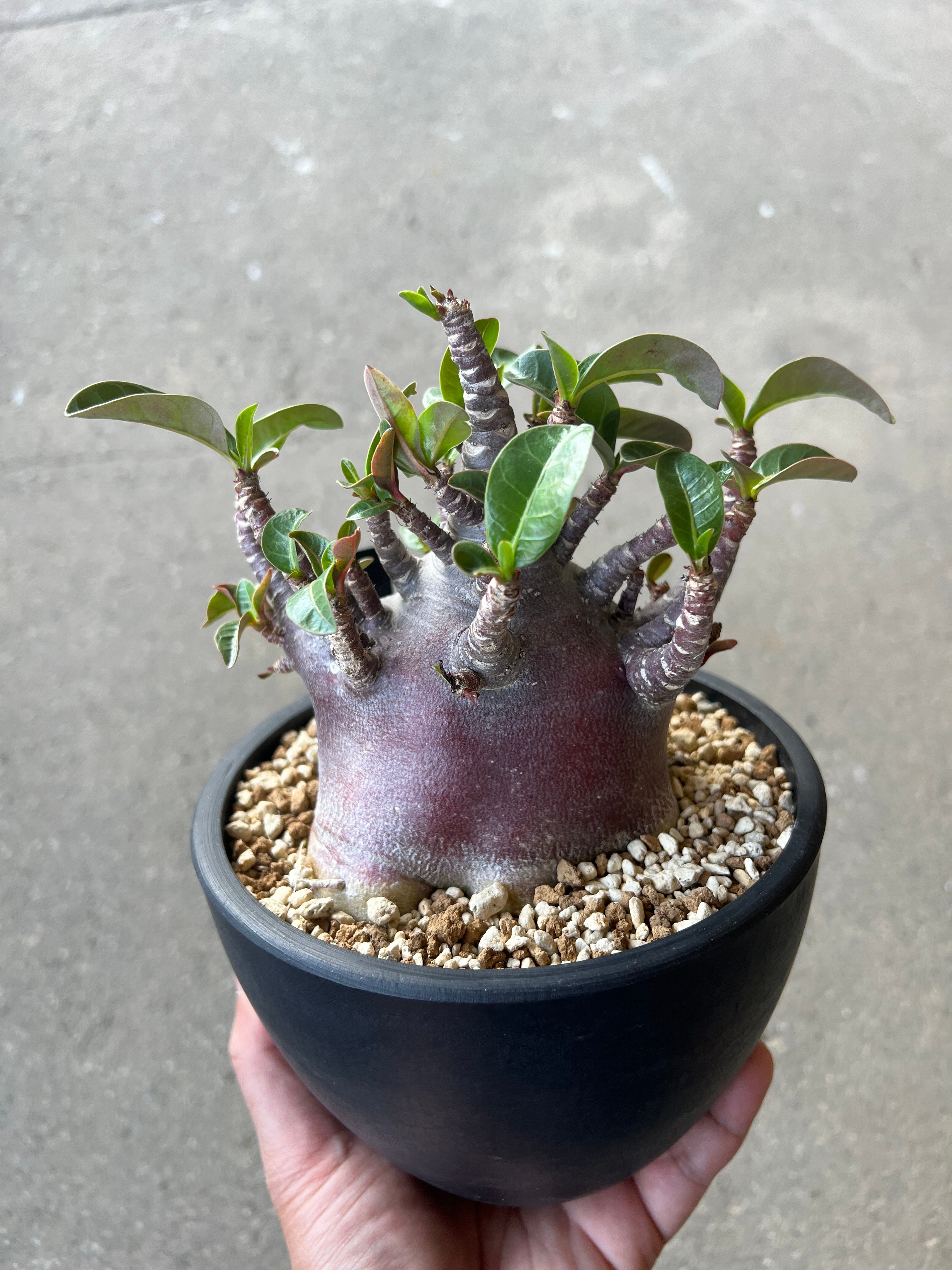 アデニウム アラビカム ブラックスキン3 | STELLA.PLANTS