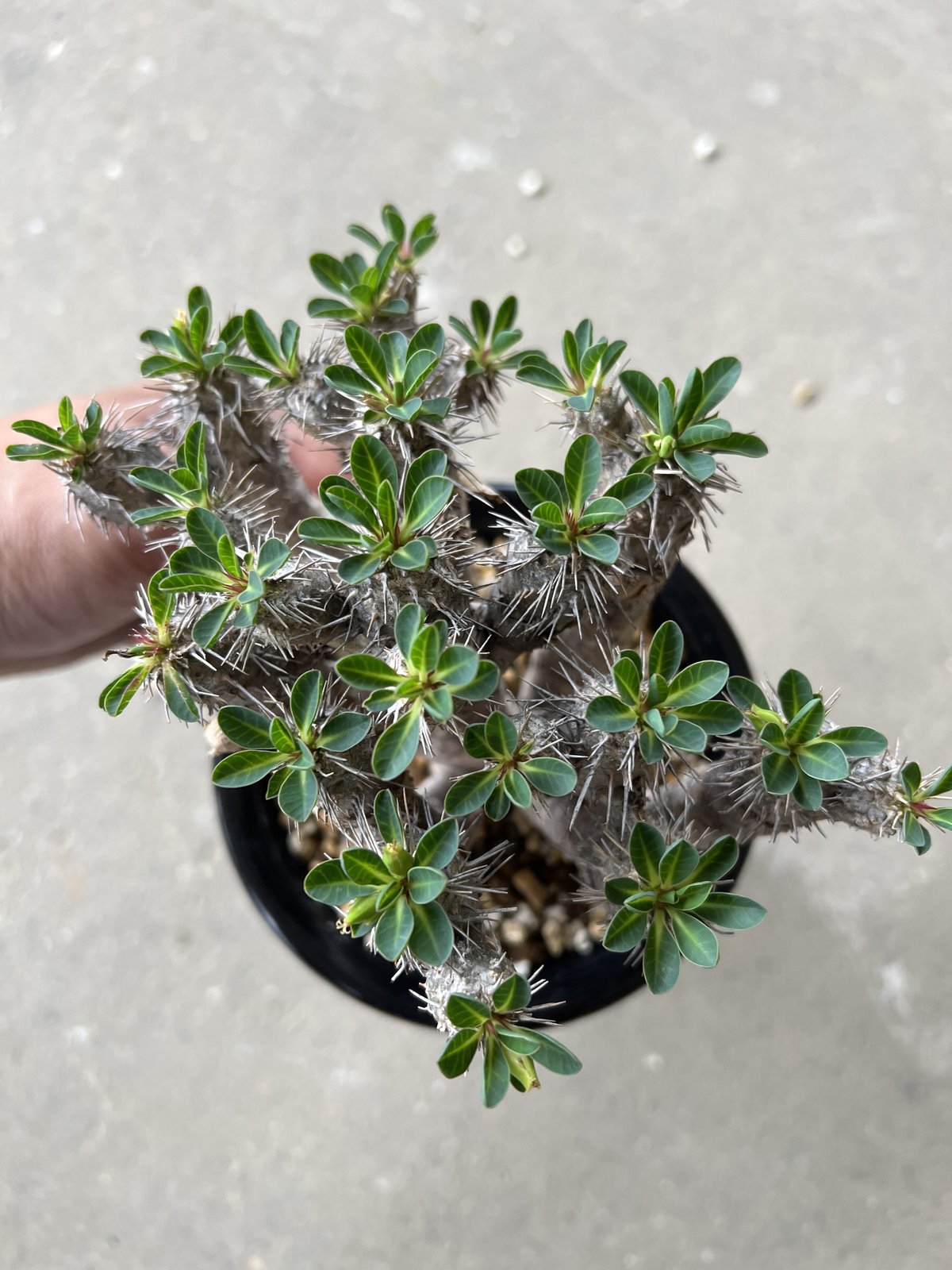 ユーフォルビア ギラウミニアナ | STELLA.PLANTS ユーフォルビア ギラウミニアナ | STELLA.PLANTS