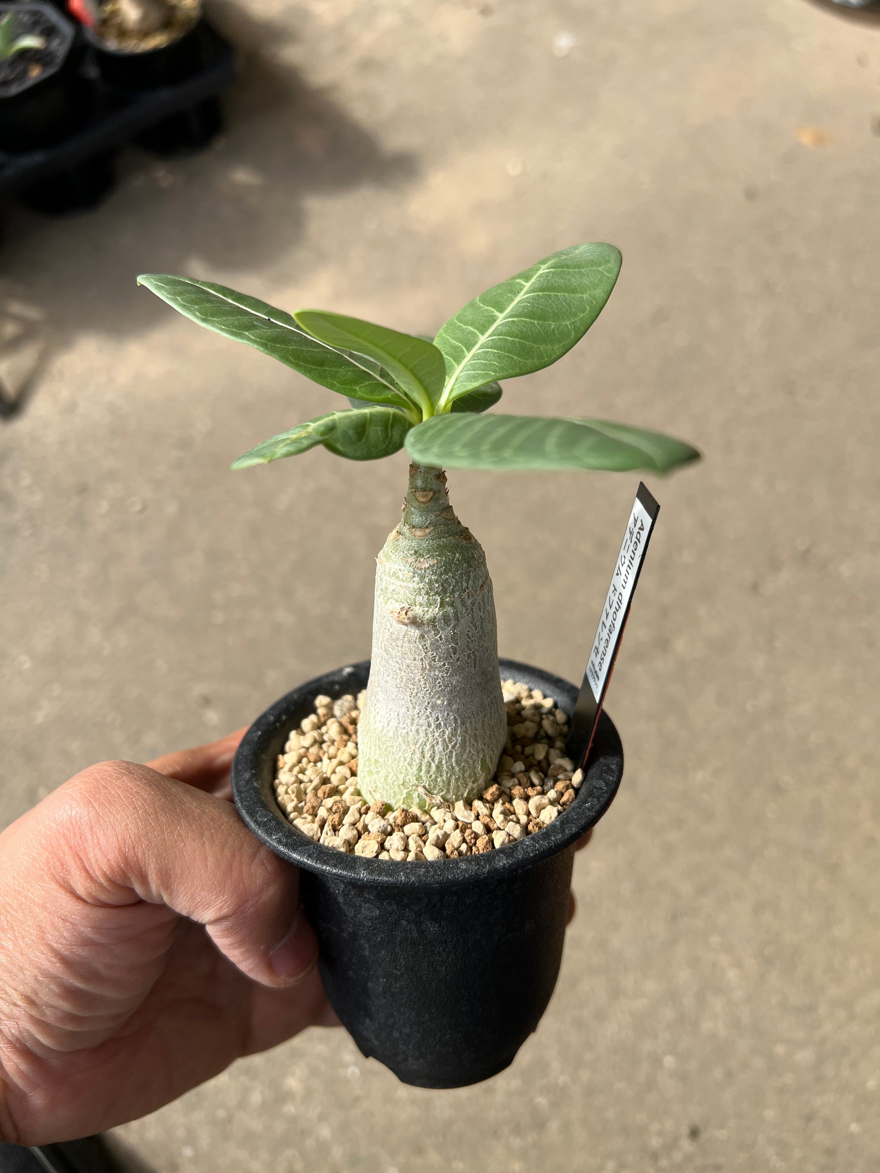 超希少 アデニウムドファレンセ 実生苗 塊根植物 コーデックス 速達 アデニウム ドファレンセ1 | STELLA.PLANTS