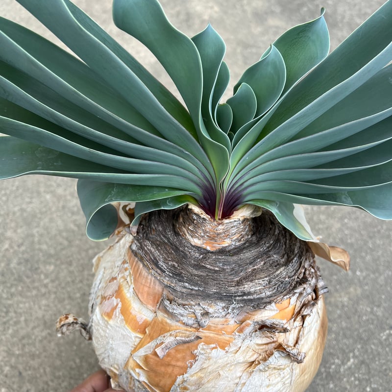 ブーファン ハエマンソイデス | STELLA.PLANTS ブーファン ハエマンソイデス | STELLA.PLANTS