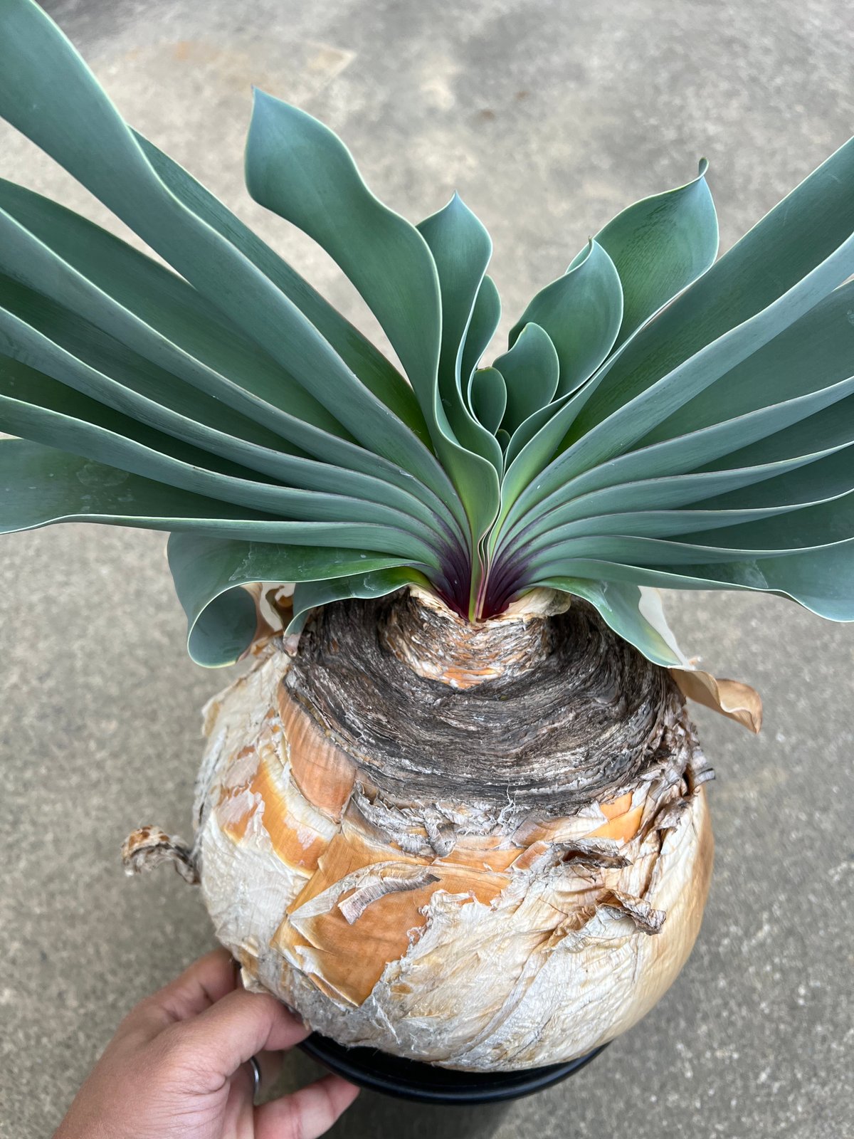 ブーファン ハエマンソイデス | STELLA.PLANTS ブーファン ハエマンソイデス | STELLA.PLANTS
