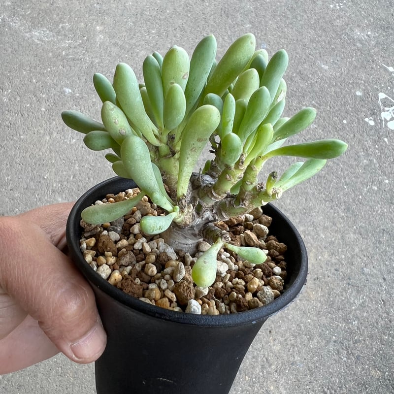 オトンナ　クラビフォリア　現地株　発根済 オトンナ クラビフォリア | STELLA.PLANTS