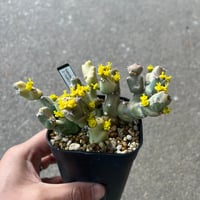 ユーフォルビア クリビコラ錦 3