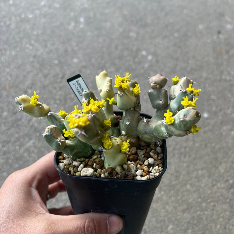BS023 ユーフォルビア・クリビコラ 斑入り ユーフォルビア クリビコラ Euphorbia cribicola