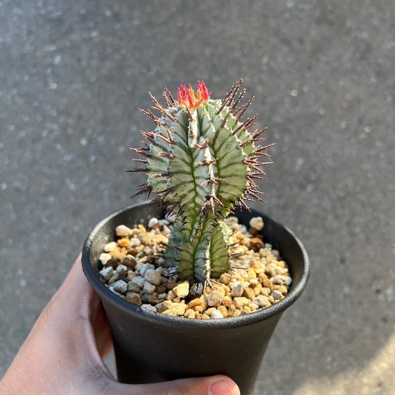 ユーフォルビアホリダ 宇田ゼブラホリダ 純血統 特級ゼブラ班 SSS