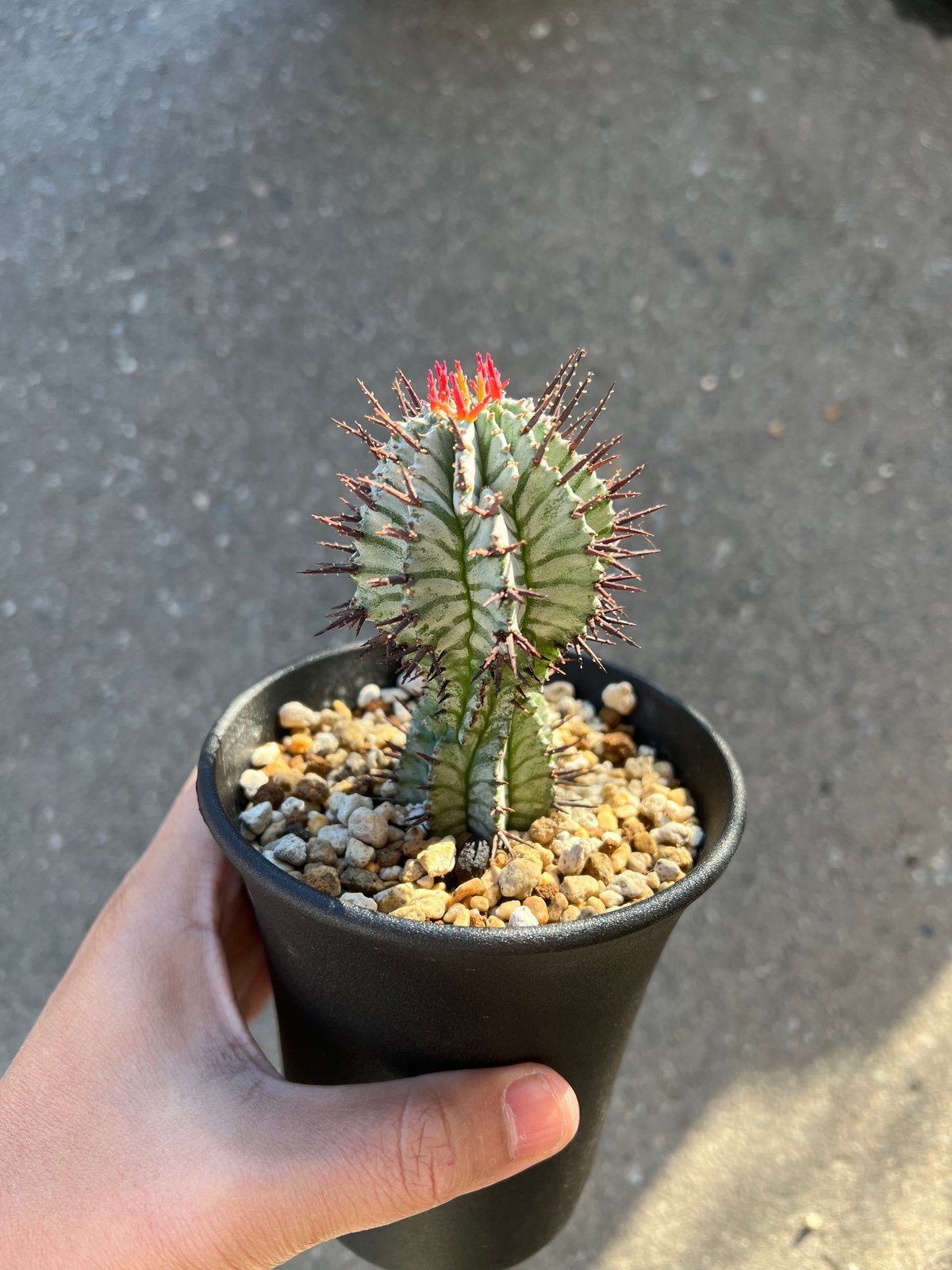 ユーフォルビア　宇田ゼブラホリダ ユーフォルビア 宇田ゼブラホリダ | STELLA.PLANTS