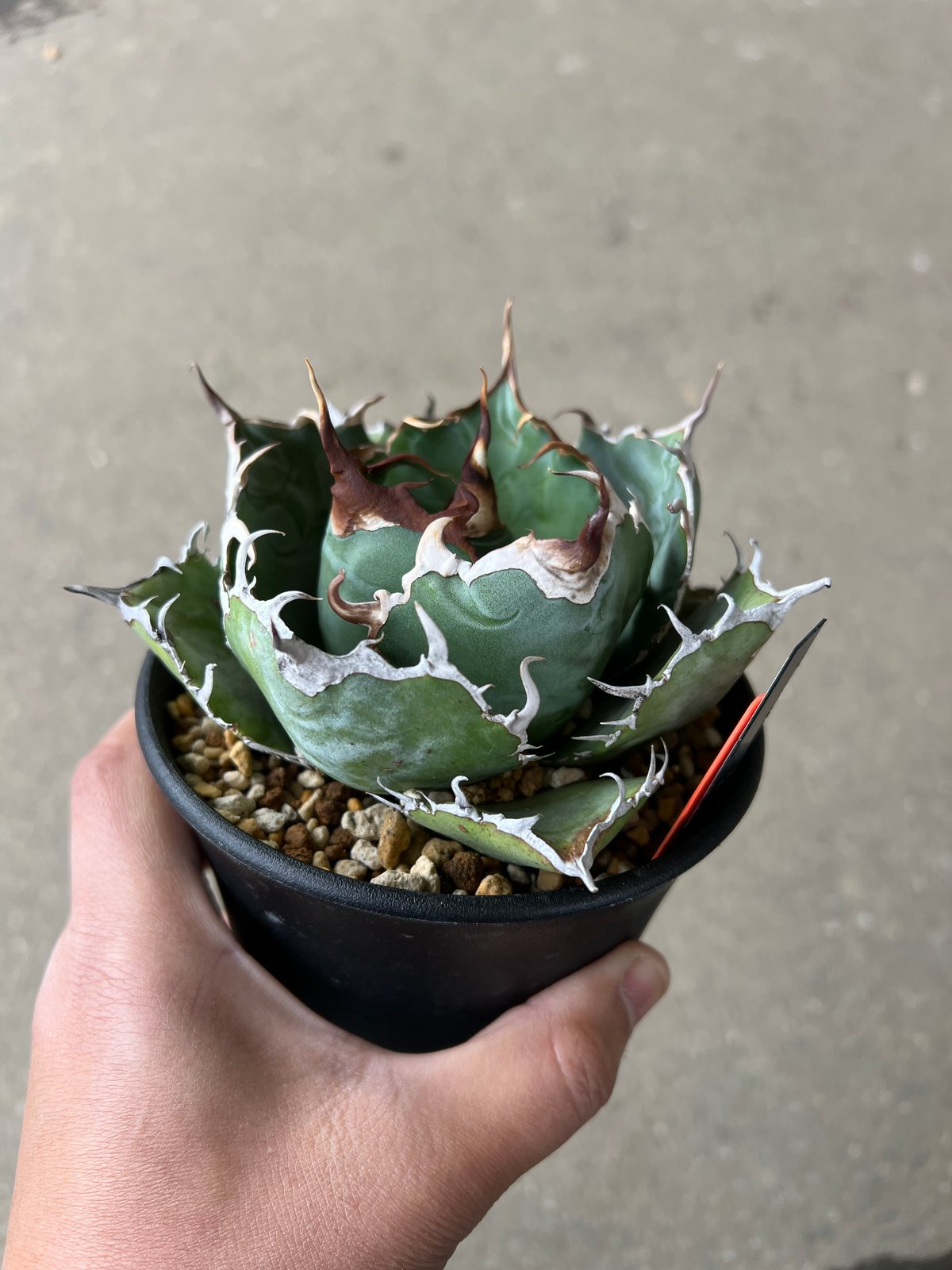 アガベ 白鯨1 | STELLA.PLANTS