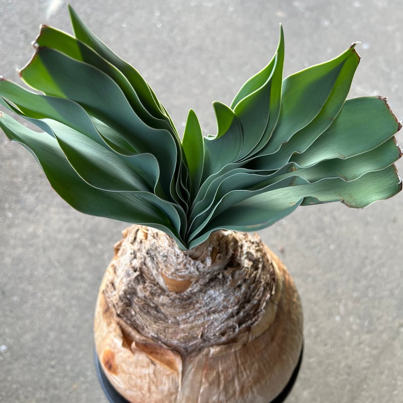 ブーファン ハエマンソイデス | STELLA.PLANTS ブーファン ハエマンソイデス | STELLA.PLANTS