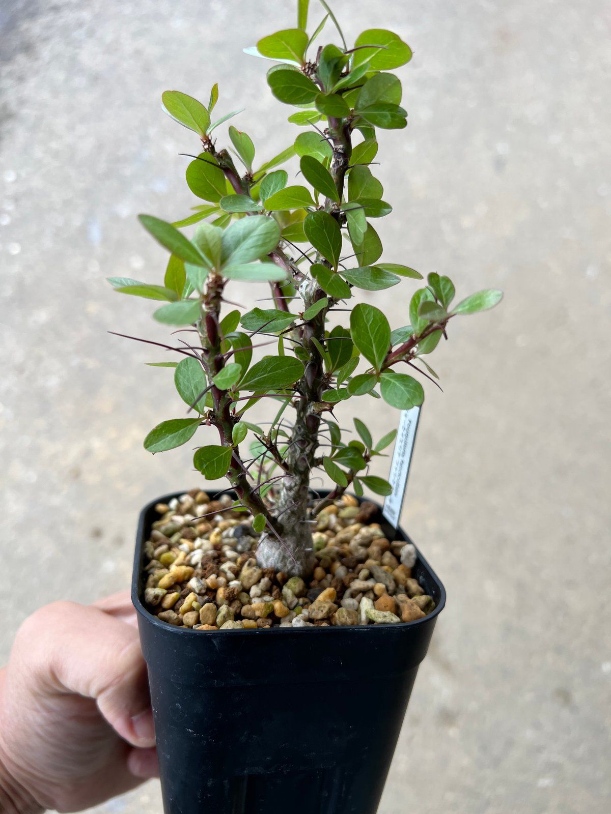 フォークイエリア ファシクラータ | STELLA.PLANTS