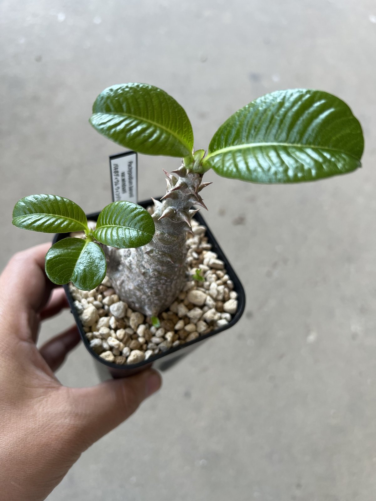 パキポディウム ウィンゾリー | STELLA.PLANTS パキポディウム ウィンゾリー | STELLA.PLANTS