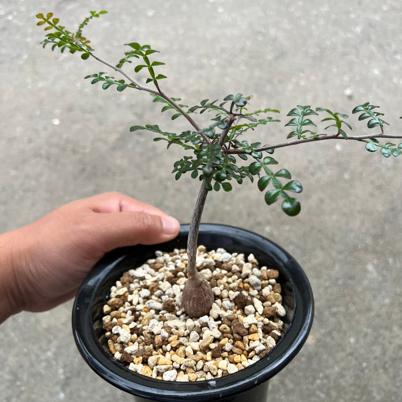オペルクリカリア デカリー | STELLA.PLANTS オペルクリカリア デカリー | STELLA.PLANTS