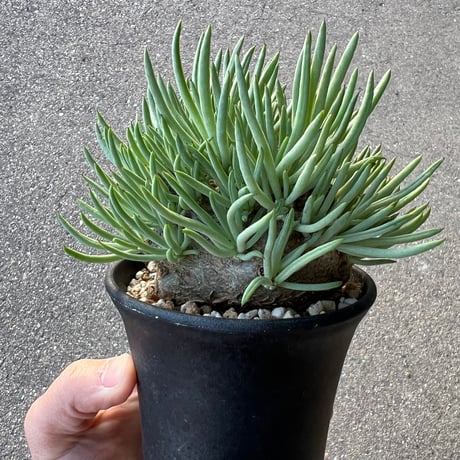 チレコドンペアルソニー | STORES