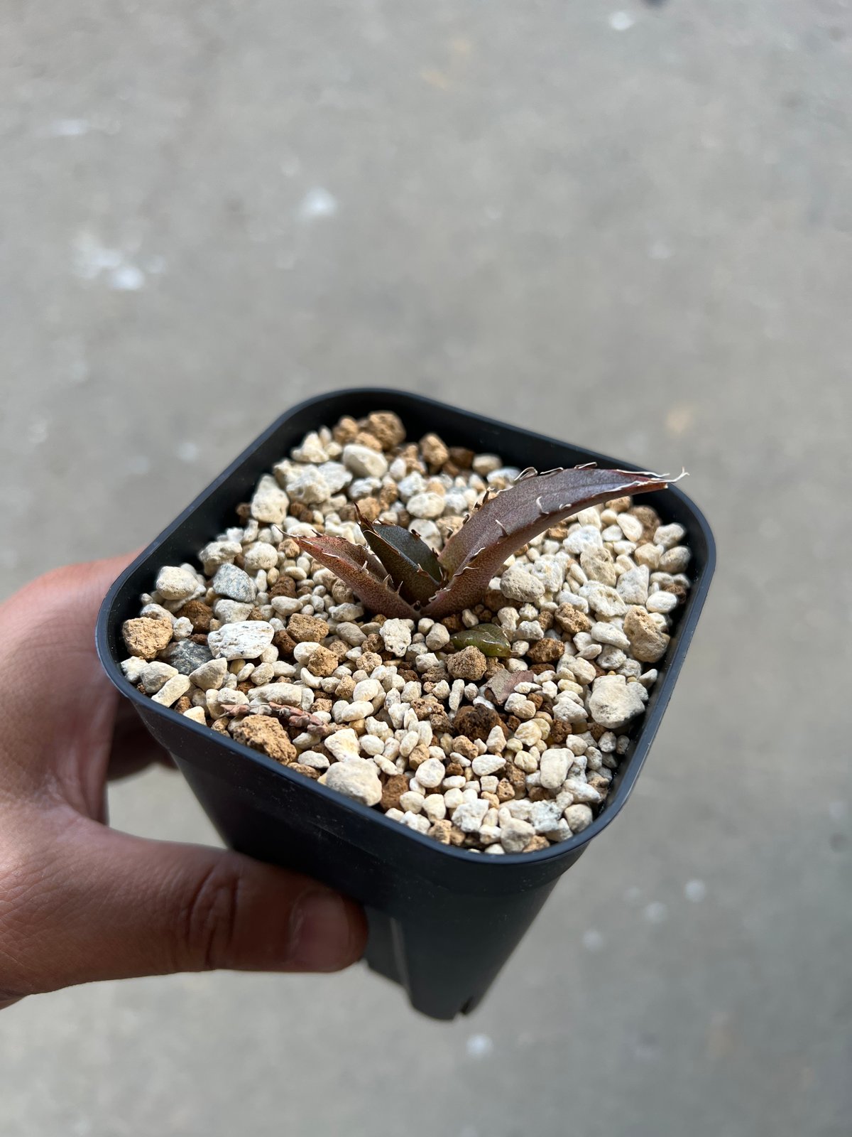 アガベ 白鯨子株 | STELLA.PLANTS アガベ 白鯨子株 | STELLA.PLANTS