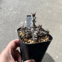 アストロフィツム スーパー兜 Vタイプ/アロータイプ | STELLA.PLANTS