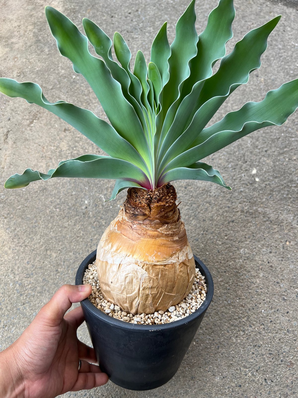 コ*コ様 ブーファン ハエマンソイデス ブーファン ハエマンソイデス | STELLA.PLANTS