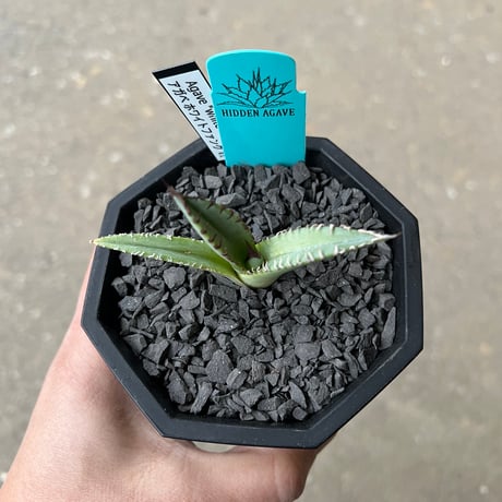 Agave 'White Fang' 3
