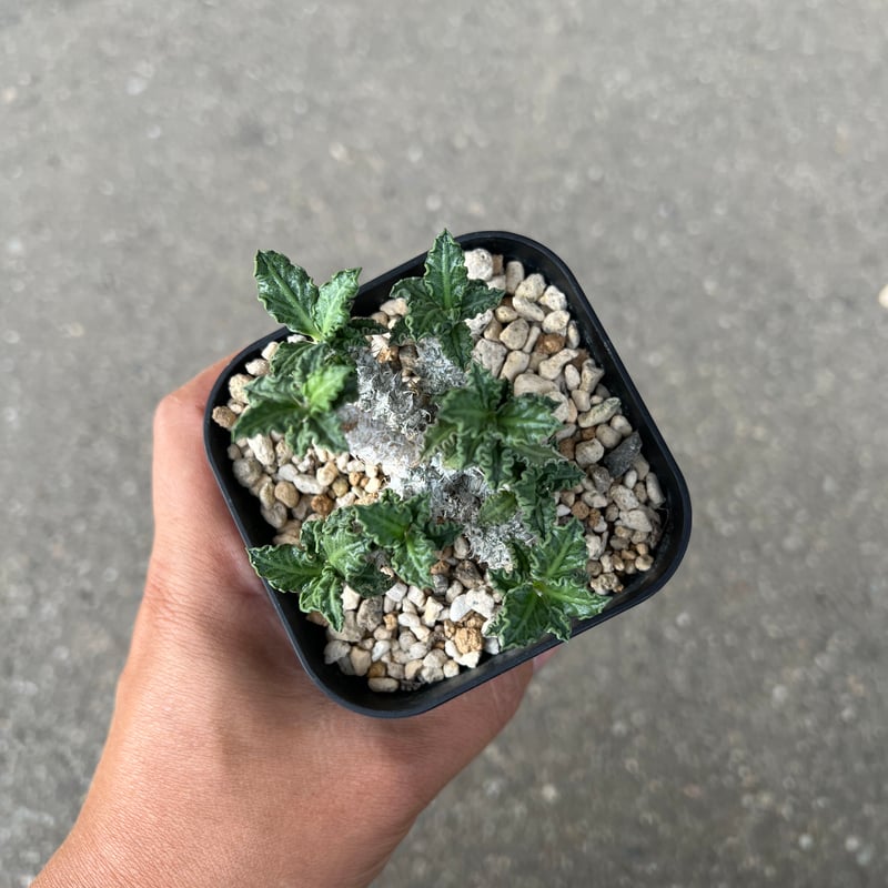 ユーフォルビア トゥレアレンシス | STELLA.PLANTS