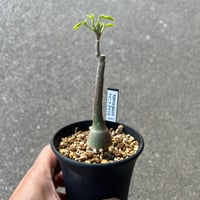 アデニア グラウカ1