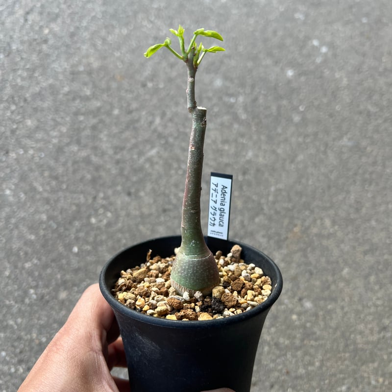 アデニア　グラウカ アデニア グラウカ1 | STELLA.PLANTS