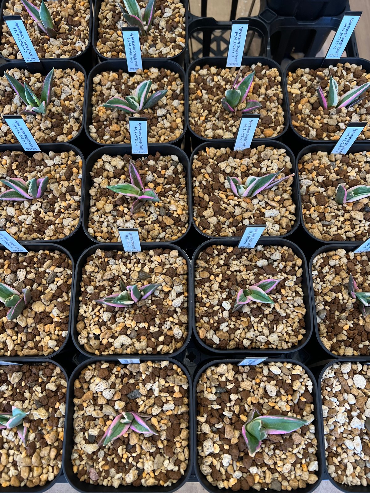 アガベ チタノタ スナグルトゥース | STELLA.PLANTS アガベ チタノタ スナグルトゥース | STELLA.PLANTS