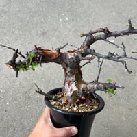 コミフォラ ボラネンシス