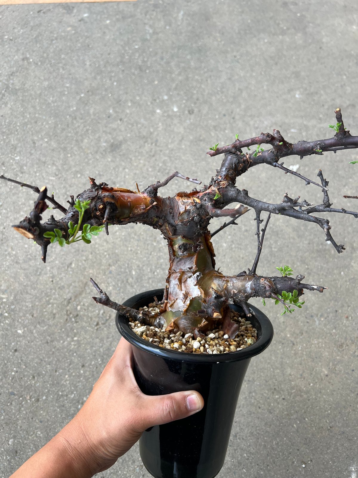 【にゃーは】コミフォラ ボラネンシス Commiphora boranensis コミフォラ ボラネンシス | Wild Fauna