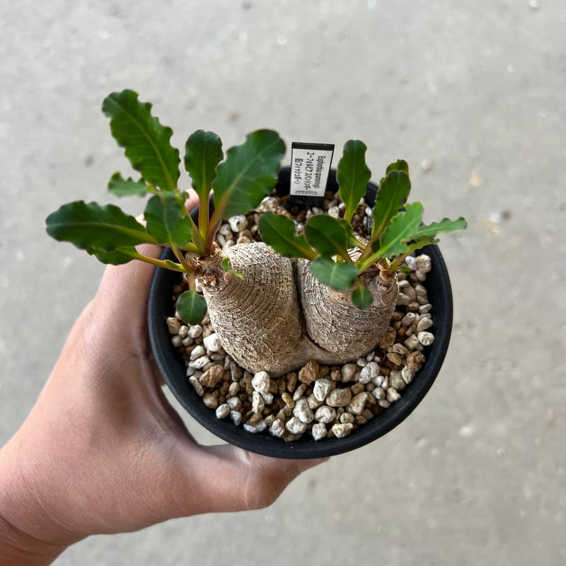現地球 発根済 多頭ユーフォルビアスパンリンギー ユーフォルビア スパンリンギー | STELLA.PLANTS