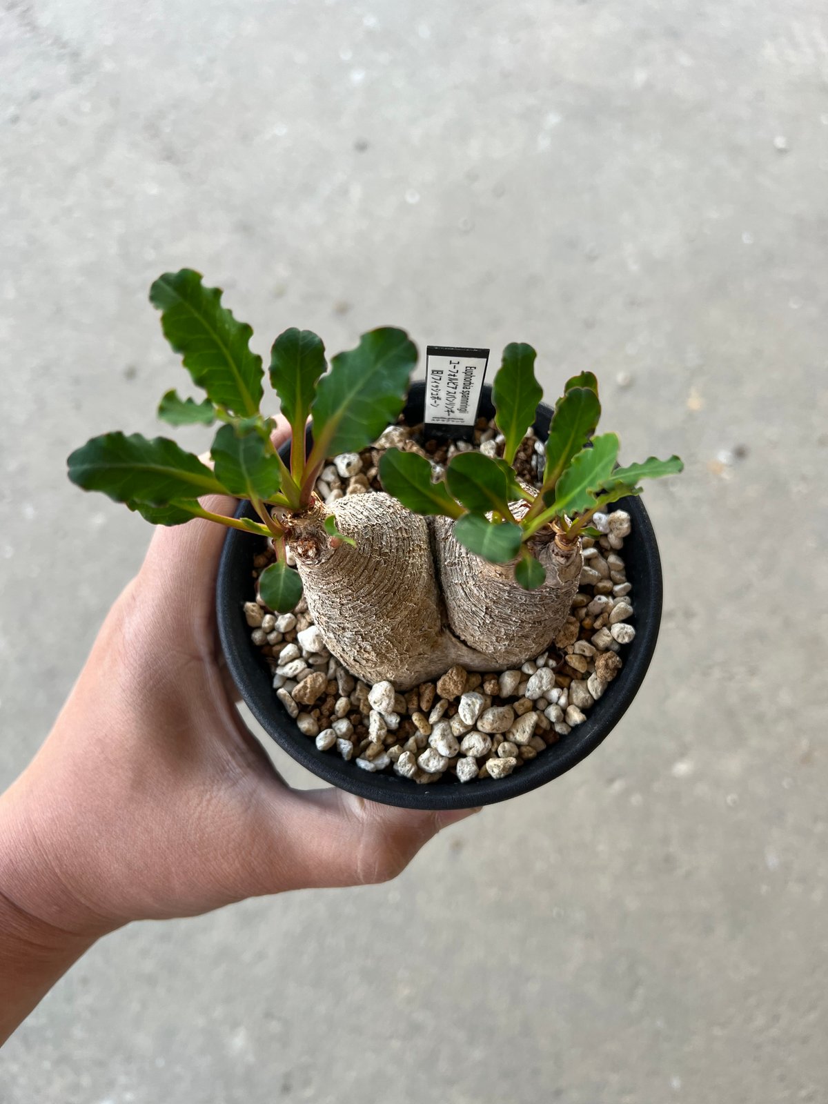 現地球 発根済 多頭ユーフォルビアスパンリンギー ユーフォルビア スパンリンギー | STELLA.PLANTS