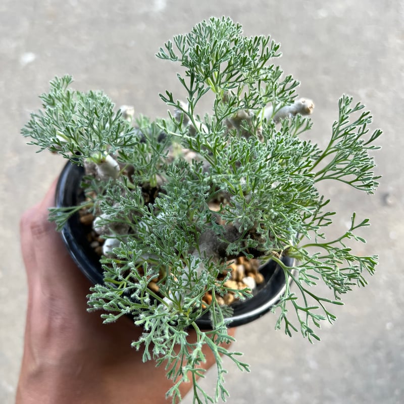 モンソニア ムルチフィダ | STELLA.PLANTS モンソニア ムルチフィダ | STELLA.PLANTS