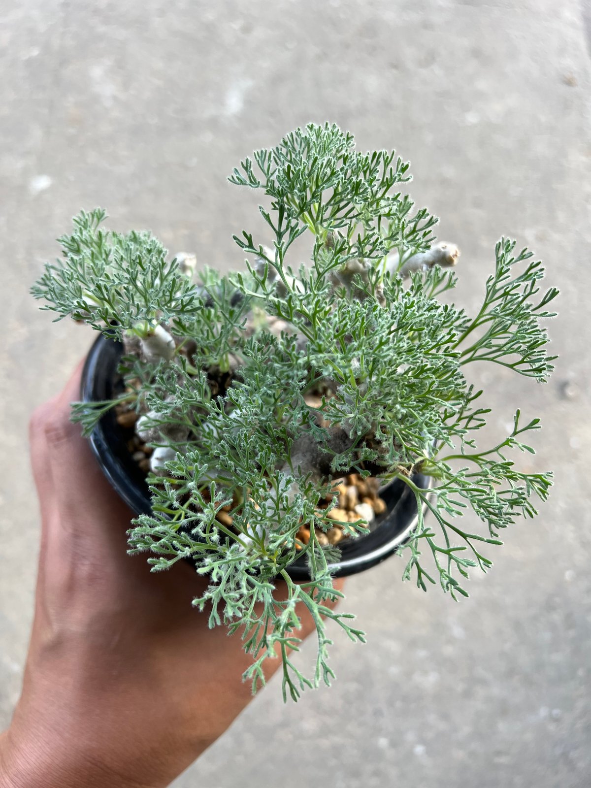 モモイロインコのお昼寝 モンソニア ムルチフィダ 大株