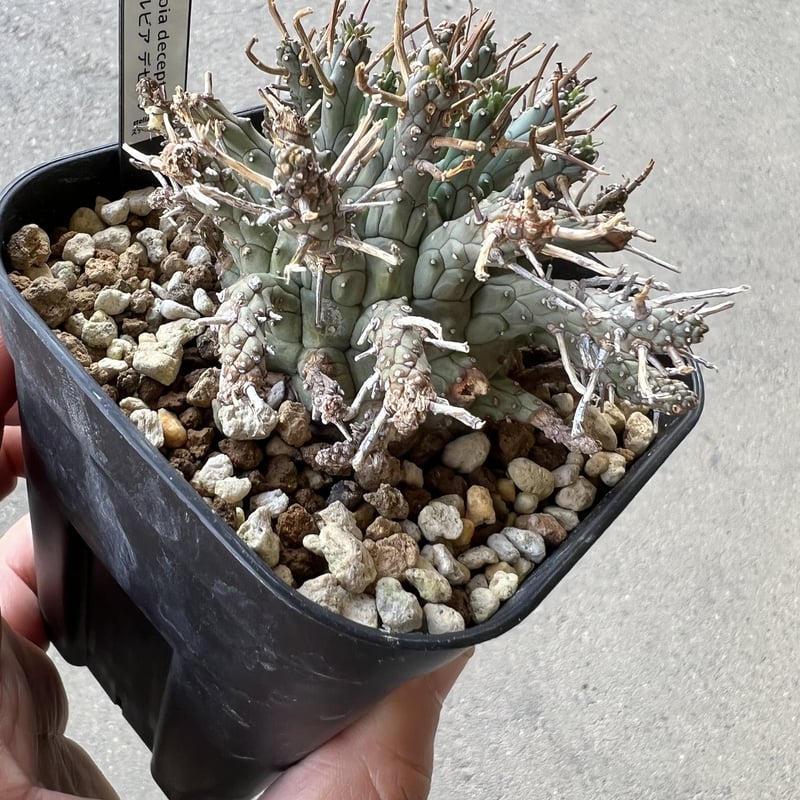 ユーフォルビア デセプタ | STELLA.PLANTS ユーフォルビア デセプタ | STELLA.PLANTS