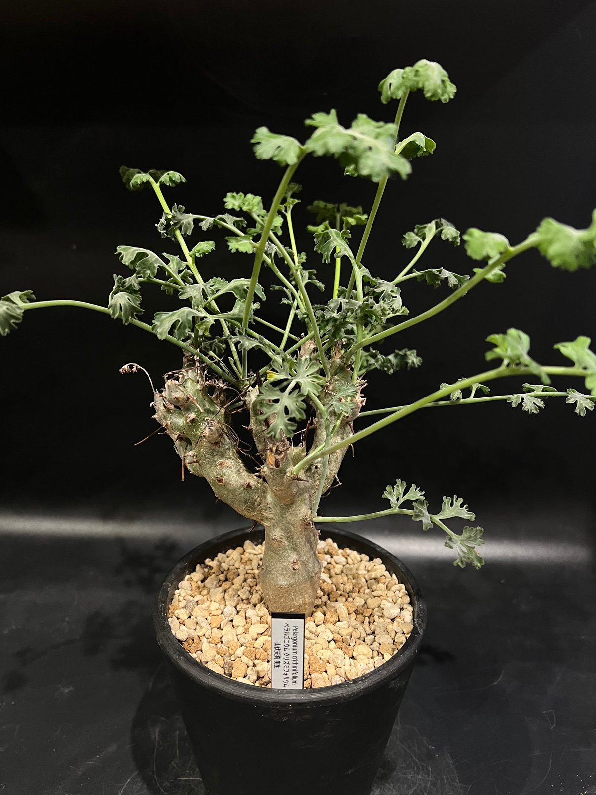 ペラルゴニウム クリズミフォリウム 山伏天狗 | STELLA.PLANTS ペラルゴニウム クリズミフォリウム 山伏天狗 | STELLA.PLANTS