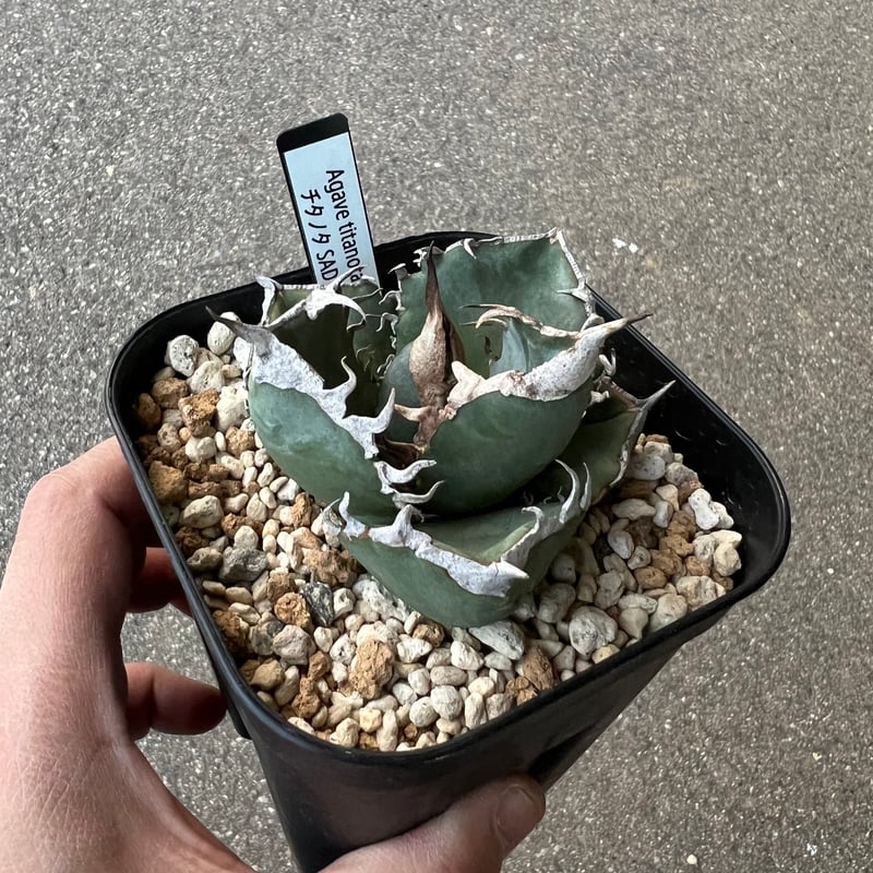 アガベ チタノタ SAD 2 | STELLA.PLANTS